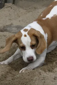 Scent Hound Breeds Drucke: Digging beagle