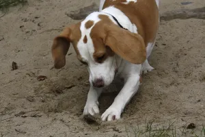 Guard Dog Drucke: Digging beagle