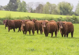 Wildlife Photography Devon England Drucke: Domestic cattle, Red Ruby Devon herd