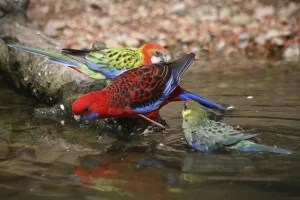 Pet Bird Photography Drucke: Drinking exotics