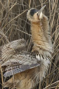 Eurasian Bittern Habitat Drucke: Eurasian Bittern (Botaurus stellaris)