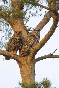 Bubo Bubo Species Drucke: Eurasian Eagle-Owl (Bubo bubo)