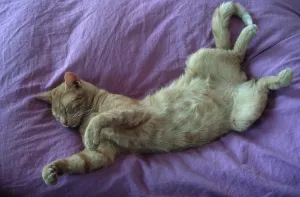 Domestic Pet Drucke: Exemptable