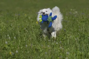 Pedigree Dog Exercise Routine Drucke: First attempts at sorting