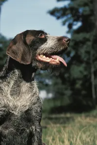 Domestic Animal Breed Portrait Drucke: German Wire-Haired Pointer or Drathaar