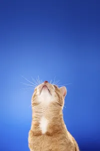 Funny Domestic Animal Drucke: A Ginger Cat looking up