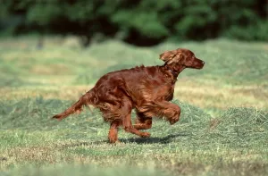 Irish Setter Drucke: Irish Setter, Page