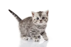 Studio Photo Of A Kitten Drucke: Kitten on a white background