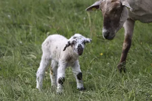 Young Animal Husbandry Drucke: Lamb with ewe