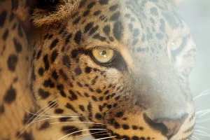 Leopard Head Shot Drucke: Leopard