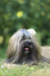 Lhasa Apso Drucke: Lhasa Apso