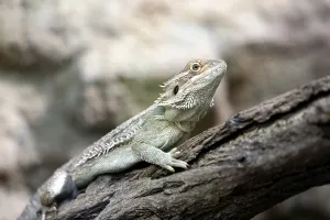 Bearded Dragon Drucke: Lizard