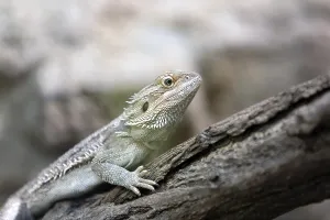 Bearded Dragon Drucke: Lizard