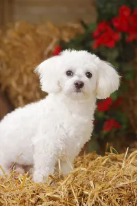Friendly Domestic Animal Drucke: Maltese