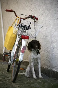 Guard Dog Drucke: Or master!