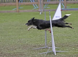 Border Collie Dog Breed Drucke: Mobility