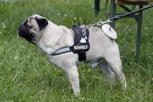Dog Breed Pedigree Information Drucke: Mops