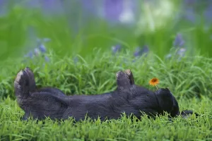 Funny Animal Photography Drucke: Rabbit, lying on its back