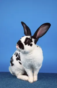 Deserted Rodent Drucke: Rex Rabbit