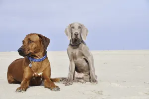 Drucke von Rhodesischer Ridgeback und Weimaraner Weimaraner Drucke: Rhodesische Ridgeback und Weimaraner