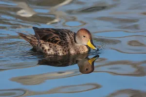 Argentina Birds Drucke: Sharp-tailed Duck, Sharp-tailed Ducks