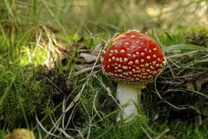 Southern Germany Fungi Drucke: Single standing toadstool