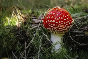 Red Toadstool Drucke: Toadstool