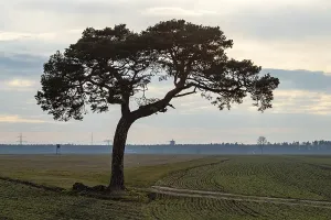 Industrial Landscape Drucke: Tree