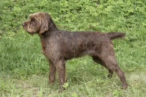 Springtime Landscape Photo Drucke: The typical Pudelpointer in the spring forest