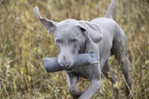 Drucke von Weimaraner beim Dummytraining Weimaraner Drucke: Weimaraner beim Dummytraining