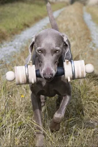 Drucke von Weimaraner bringt Apportierbock Weimaraner Drucke: Weimaraner bringt Apportierbock.