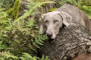 Drucke von Weimaraner im Wald Weimaraner Drucke: Weimaraner im Wald