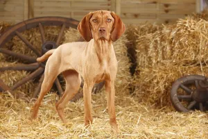 Magyar Vizsla Puppy Drucke: Wirehaired Hungarian Pointers, Bitch