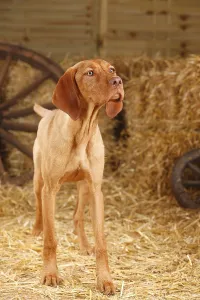 Purebred Domestic Animals Drucke: Wirehaired Hungarian Pointers, Bitch