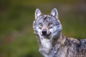 Gray Wolf Images Drucke: Wolf