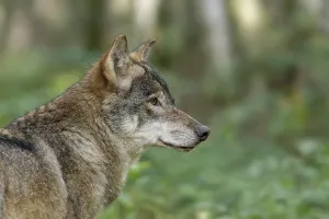 Gray Wolf In Captivity Drucke: Wolf