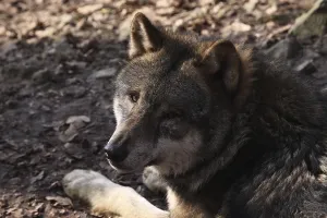 Winter Coat Mammal Drucke: wolf