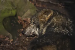 Common Wolf Species Drucke: wolf