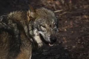 Predator Wildlife Drucke: wolf