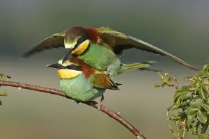 European Bee Eater Mating Drucke: Bee-eater, (Merops apiaster), mating