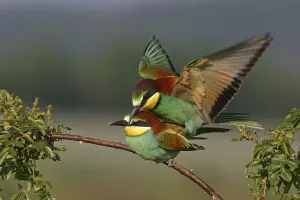 Urban Nature Scenes Drucke: Bee-eater, (Merops apiaster), mating