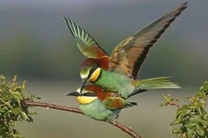 Courtship Display Germany Drucke: Bee-eater, (Merops apiaster), mating