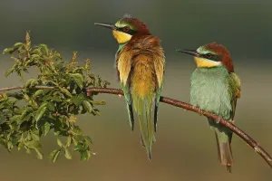 Central European Fauna And Flora Drucke: Bee-eater, (Merops apiaster), pair on perch
