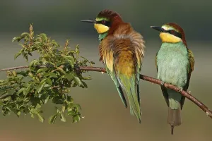 Courtship Behavior In Birds Drucke: Bee-eater, (Merops apiaster), pair on perch