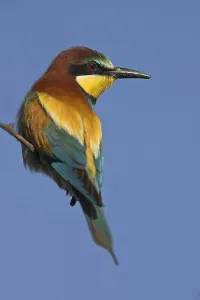 Bienenfresser (Merops apiaster), Steckplatz.