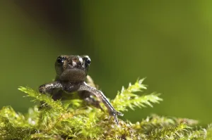 Kent England Tourism Drucke: Common toad, common toads (Bufo bufo)
