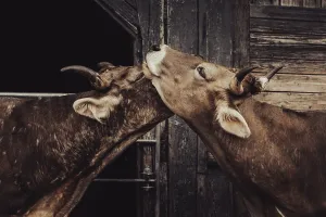 Southern German Livestock Farming Drucke: Two cows show affection to each other in front of a rustic