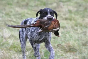 Hunting Dog Breed Drucke: German Wirehaired Pointer, hound