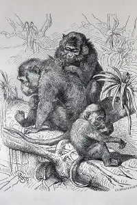Macaca Fascicularis Drucke: Java monkey (Macaca fascicularis)