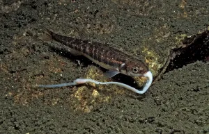 Freshwater Fish Nutrition Drucke: Minnow eats worm, Phoxinus phoxinus